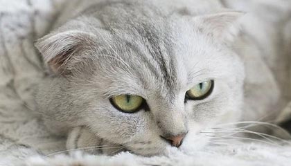 爱游戏全站-国内职业足球比赛赛程密集紧张，球员们备战全力，中国职业足球联赛有哪些